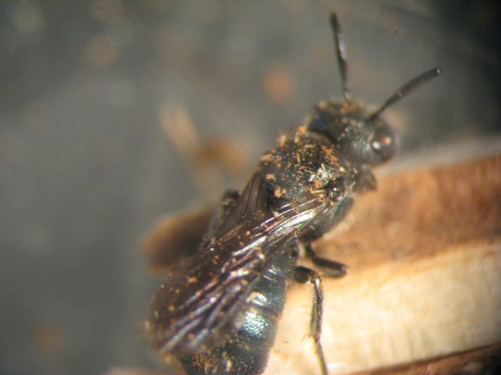 Ceratina sp. su tralci di vite a Chiuro (Sondrio)